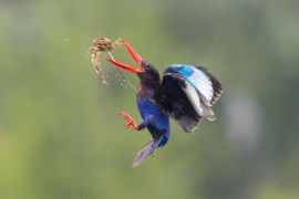 Javaanse ijsvogel met een verse krab