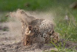 Fazant neemt een zandbad