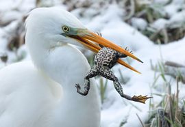 Grote Zilverreiger vangt vette kikker!