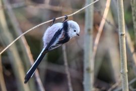 Bungelend op zoek naar voedsel