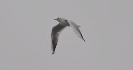 Lekker rondkijken op zoek naar ontbijt