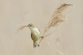 nog een paar sprietjes en nest is gereed