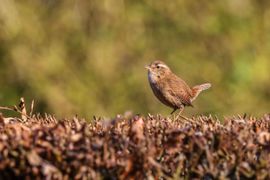 Een winterkoninkje verlaat zijn heg en vraagt luidruchtig om aandacht
