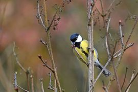 Koolmees zoekt voedsel in struik