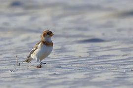 Strandwandeling