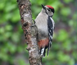 Grote bonte specht jonkie