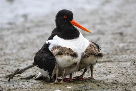Schuilen bij mama (of papa)