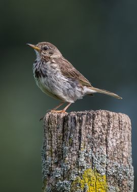 Met rechte rug en borst vooruit, poseren op een verweerd paaltje, dat vraagt om een portret!