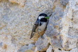 Het geheime gat in de muur