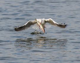 kokmeeuw met snoekbaars