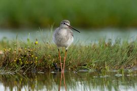 Prachtige Steltloper