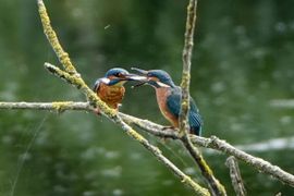 IJsvogel wordt gevoerd