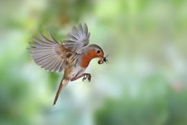 KOMEN, de vogel komt met voedsel voor de jongen. Vanuit een camouflage tentje