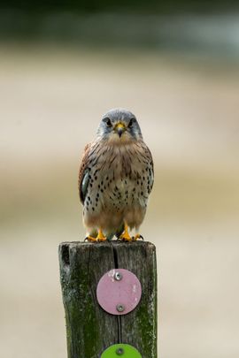 Torenvalk poserend op een paaltje