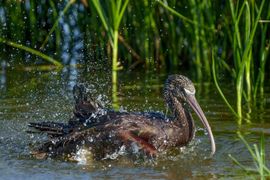 Zwarte Ibis neemt een lekker bad