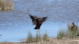 Landende Ibis