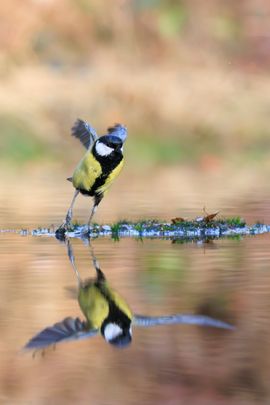 Snelheid van vleugelslag koolmees getoond door rolling shutter effect