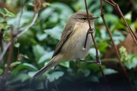 Voor het eerst een tjiftjaf in onze tuin 😃😃