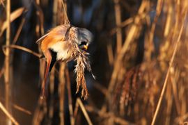 Foerageren in de winterzon