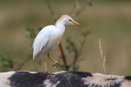 Koereiger