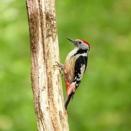 Middelste bonte specht