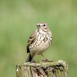 Terug van weggeweest