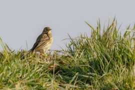 Graspieper in het gras