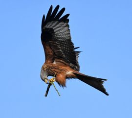 Rode wouw bezig met het bouwen van het nest
