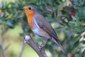 Robin a Lentisk Tree