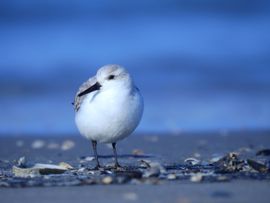 Drieteenstrandloper op Ameland 