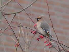 Alle camera's op mij gericht!