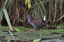 Schuwe vogel in alle rust