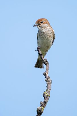 Grauwe klauwier op de uitkijk