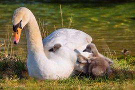 Onder moeders vleugel 