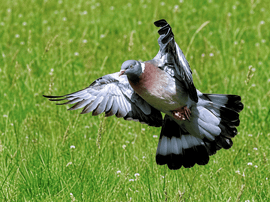 Een houtduif in landing.