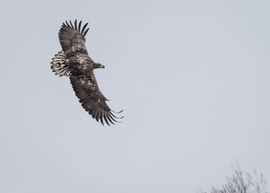 Op een zwaar bewolkte dag in de Oostvaardersplassen...