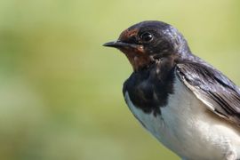 Pose boerenzwaluw