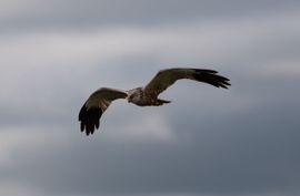 Een grauwe vlucht