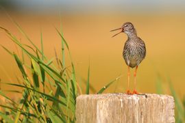 Tureluur slaat alarm vanaf zijn uitkijkpost