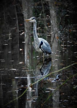 Een standbeeld in het bos