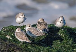 Drieteenstrandlopers op de Zuiderpier