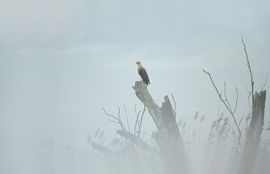 zeearend in de mist