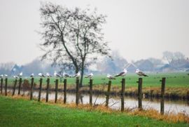 Paalzitwedstrijd is van start!