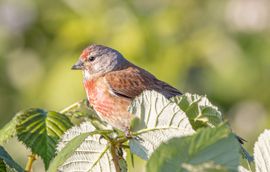 genieten van de morgen zon 