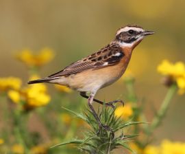 Male Whinchat in Spring 