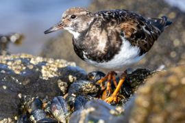 Steen voor steen op zoek naar hapjes