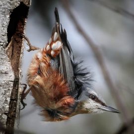 Wind in de veren