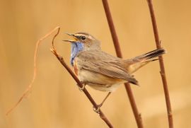 Blauwborst aan t zingen