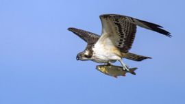 Visarend met een grote ruisvoorn