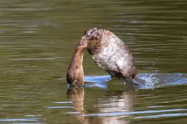Duiktechniek van de Tafeleend